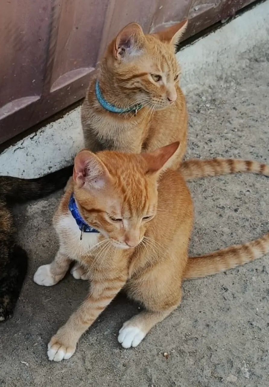 gato laranja doação - Foto 3