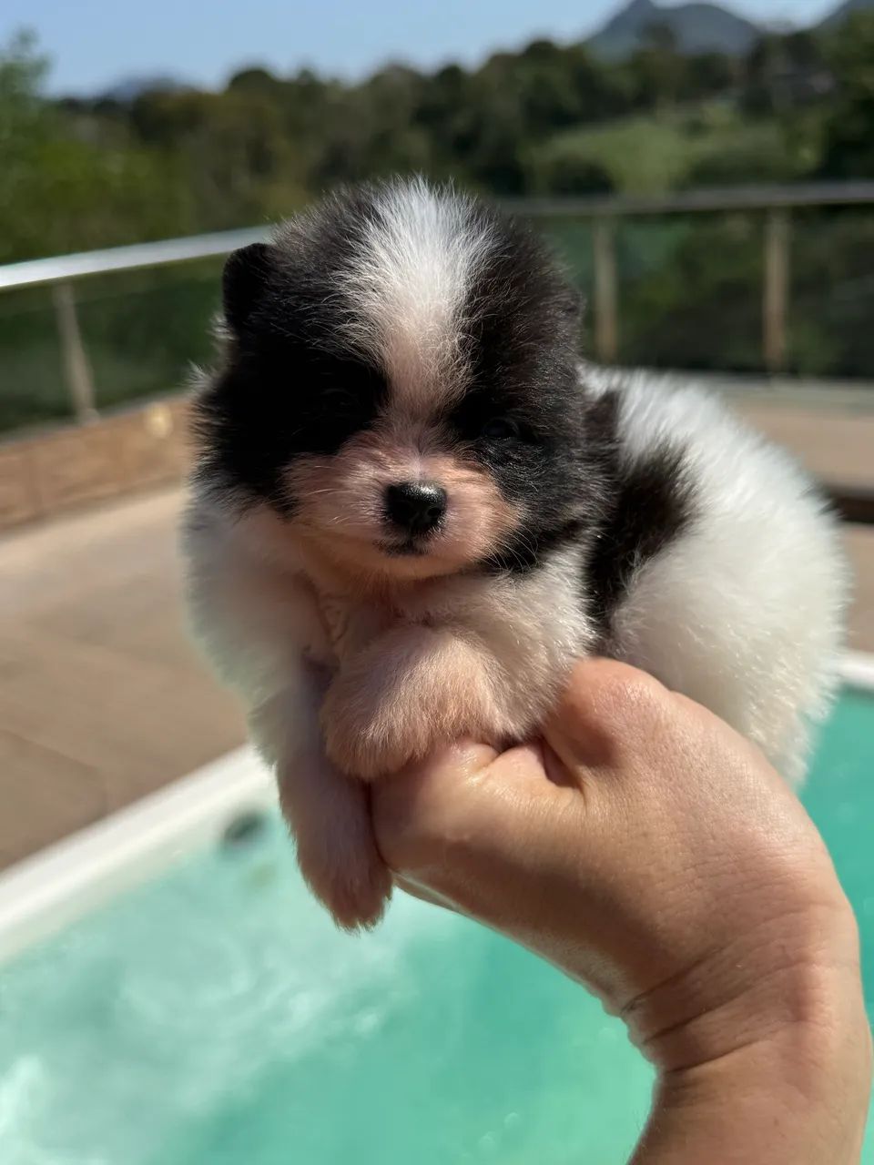 Spitz alemão  - Foto 2