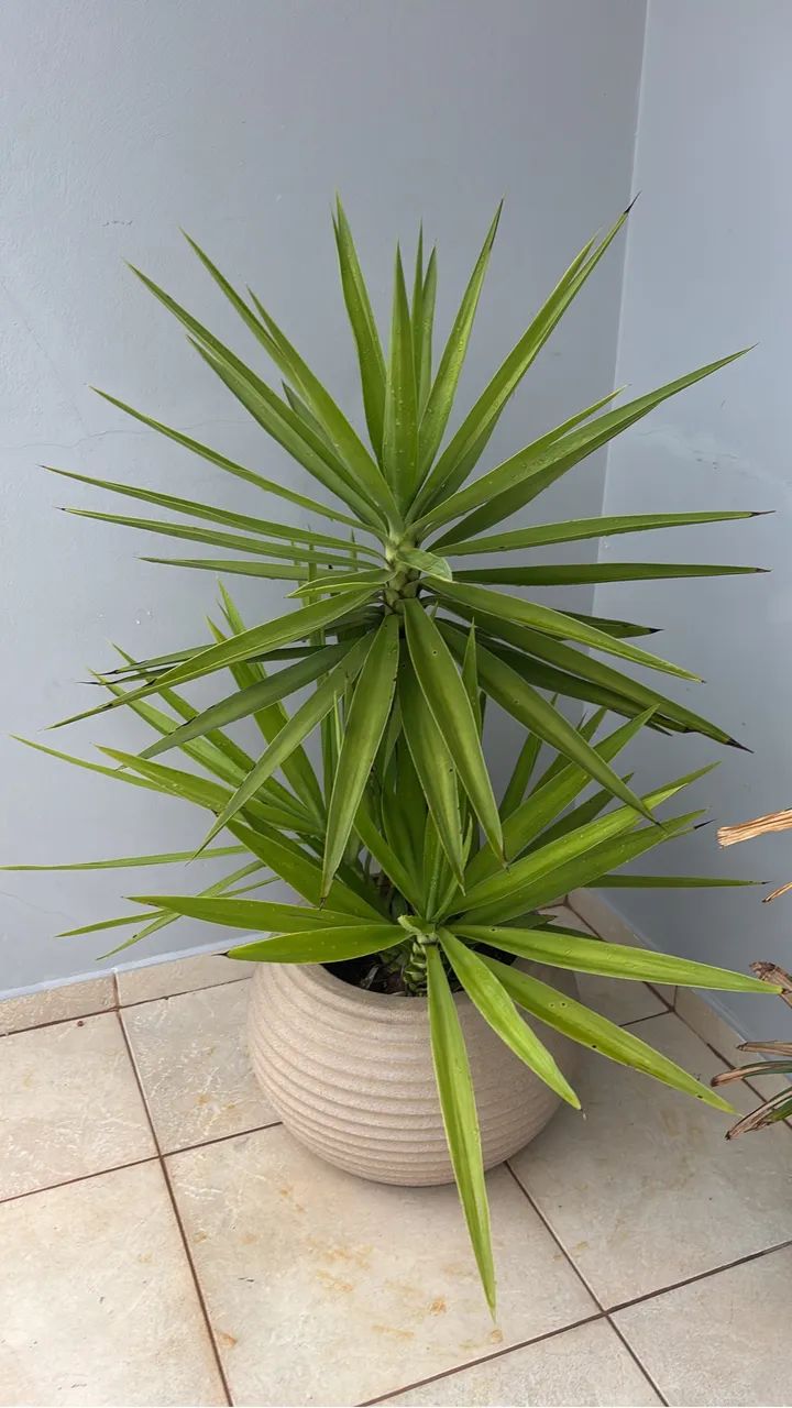 Vaso com planta 