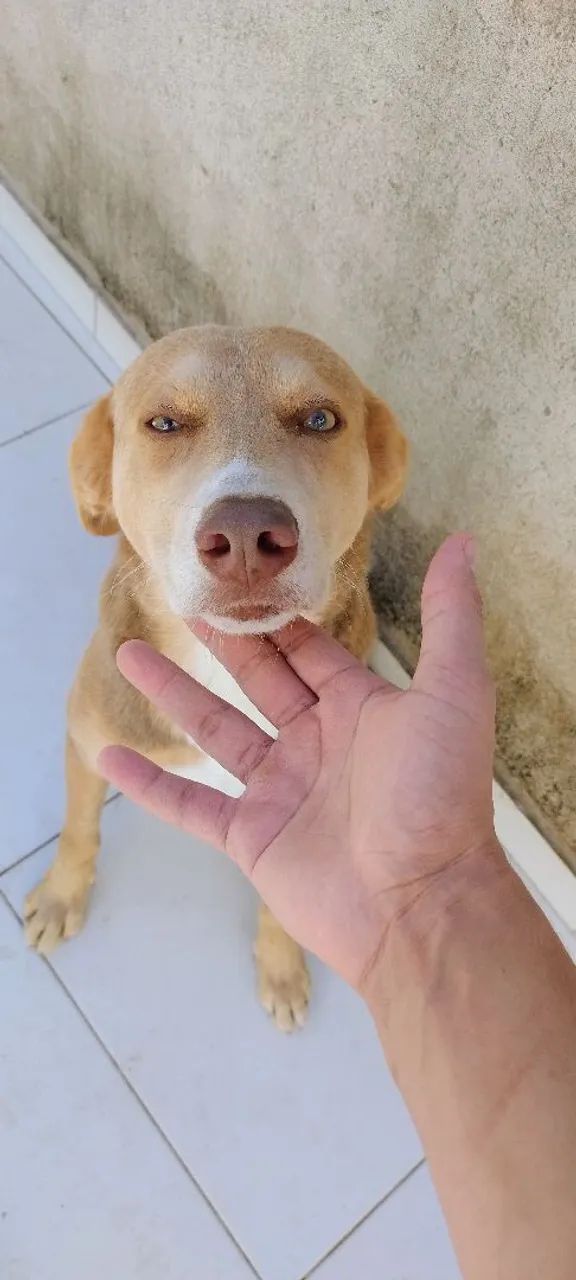 Doação cachorro macho  - Foto 4