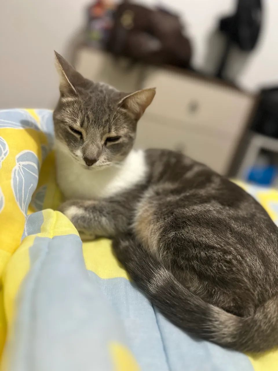 Gata cinza  - Foto 2