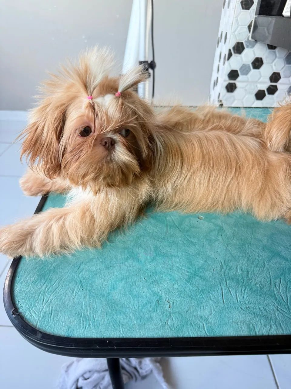 Animais - Foto 4
