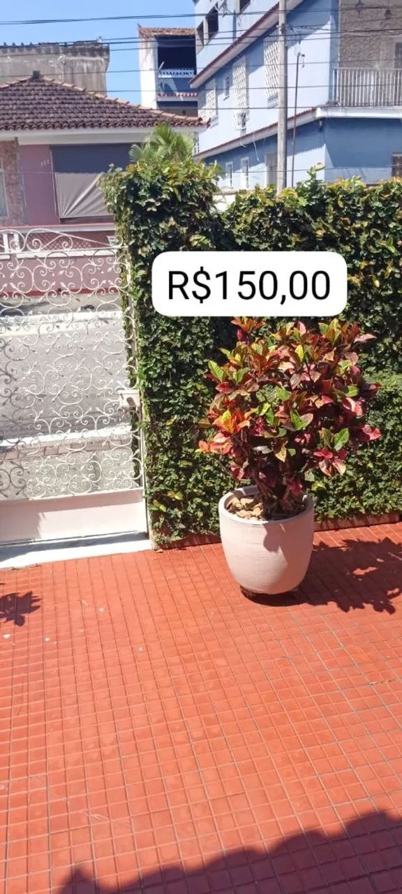 Plantas ? - Foto 5