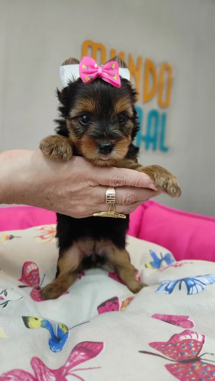 YORKSHIRE TERRIER COM PEDIGREE - Foto 4