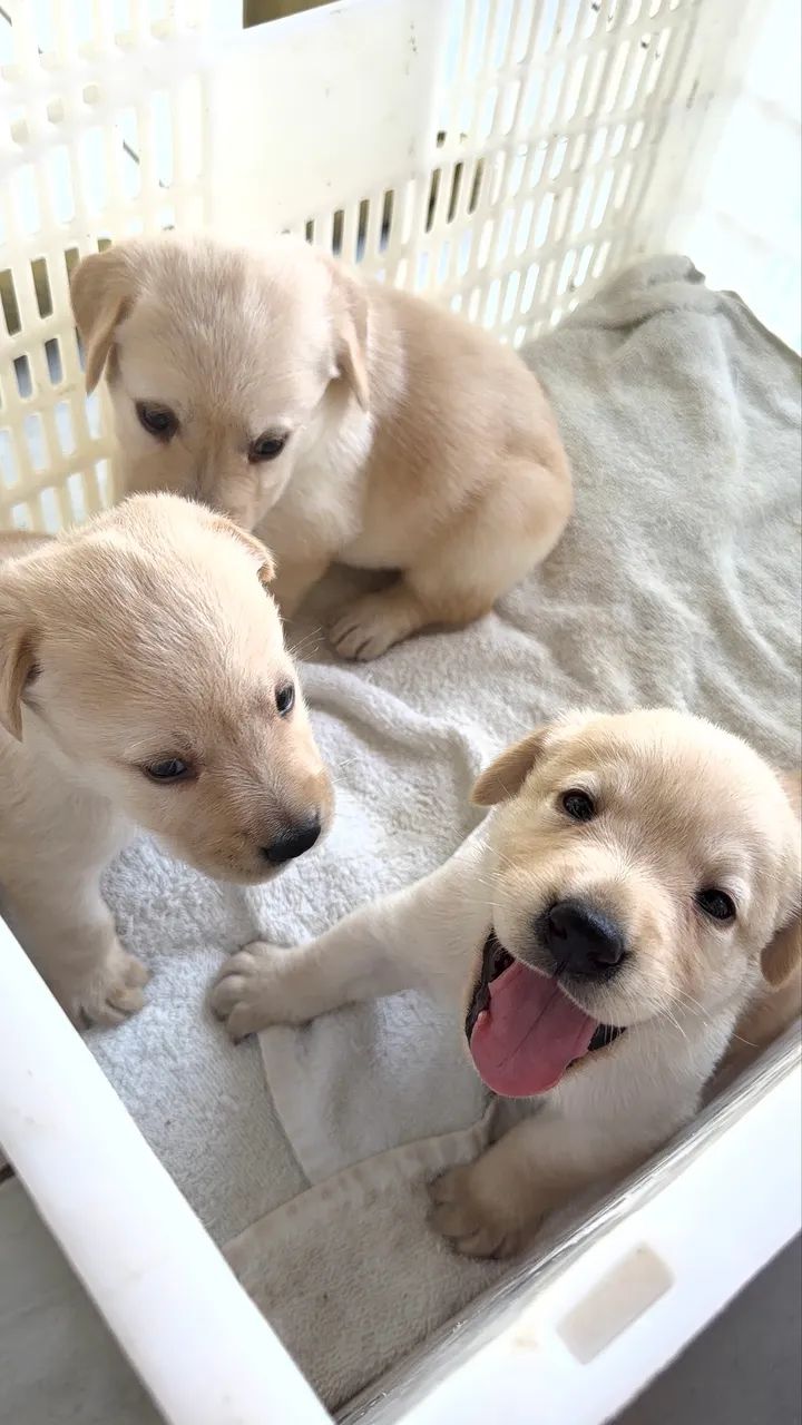 Filhotes de Labrador Puro - Foto 2