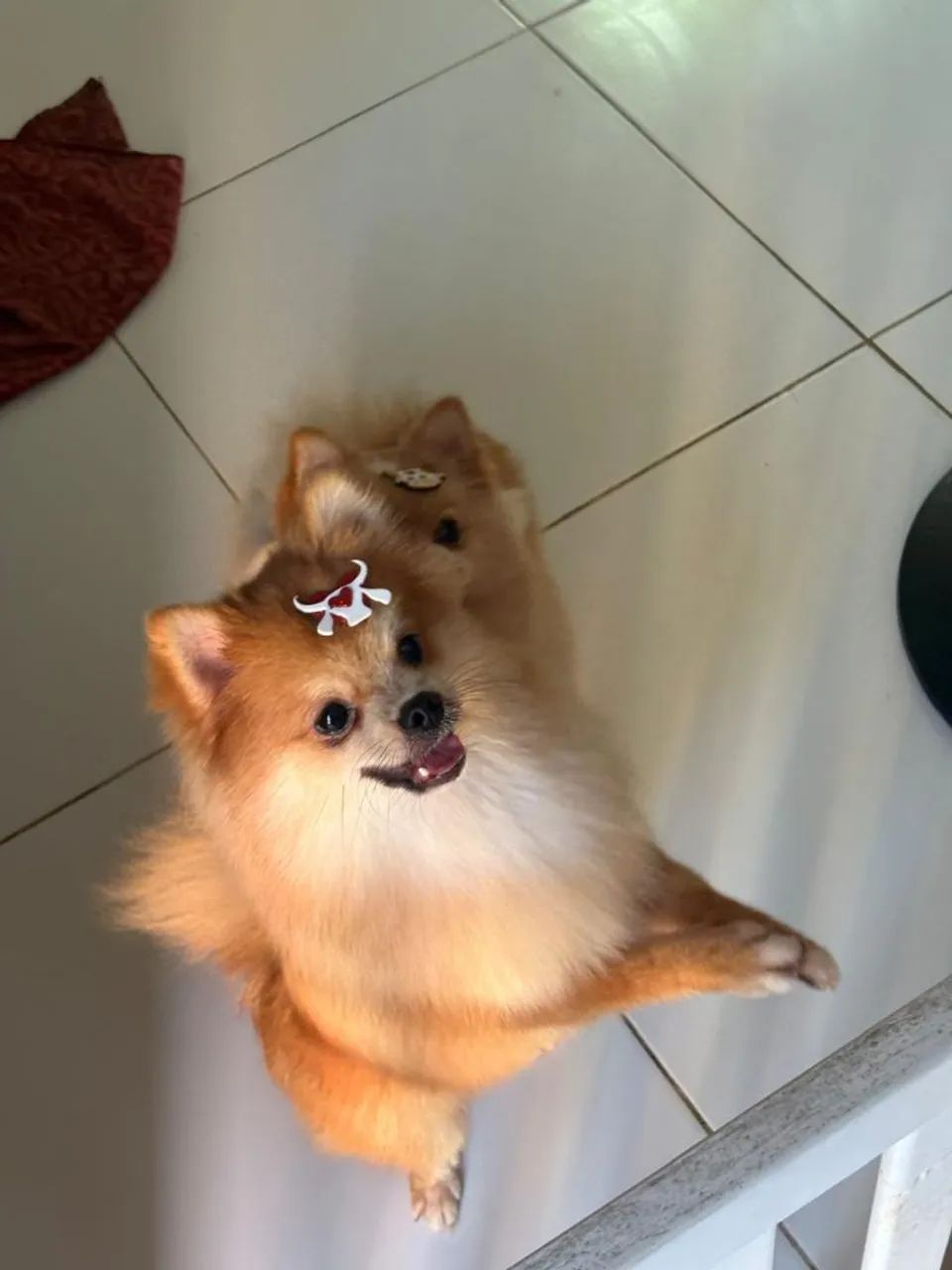 Spitz macho - Foto 3