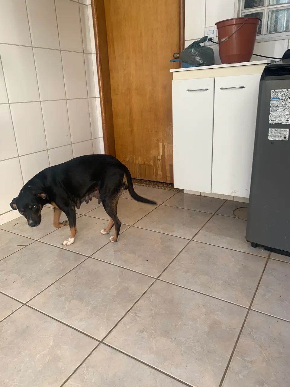 Cadela para adoção  - Foto 3