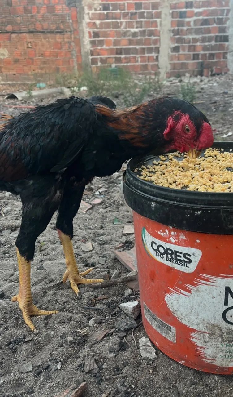 FRANGO ÍNDIO BICO CURTO ASIL 