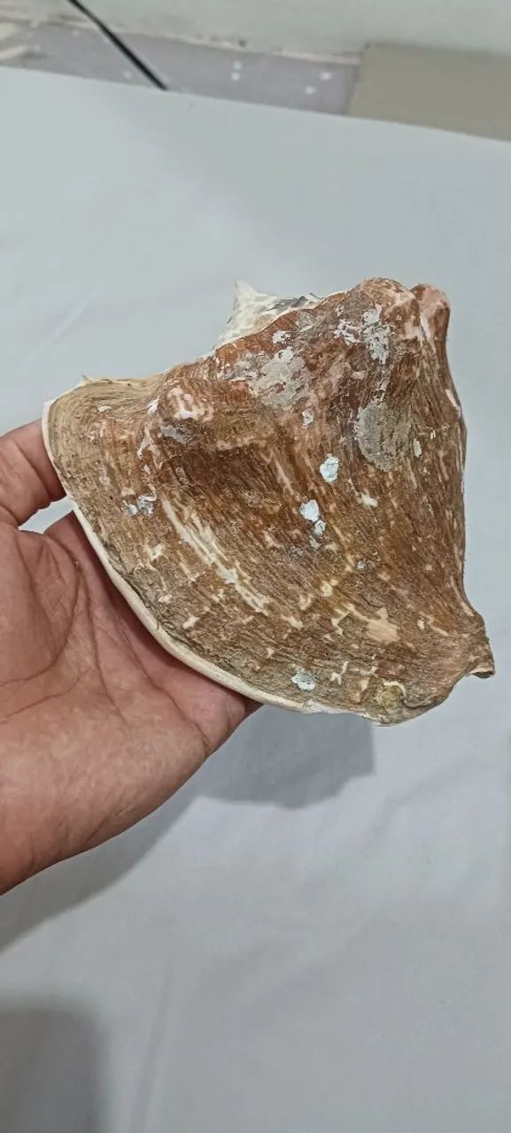 Large Peguari Shell