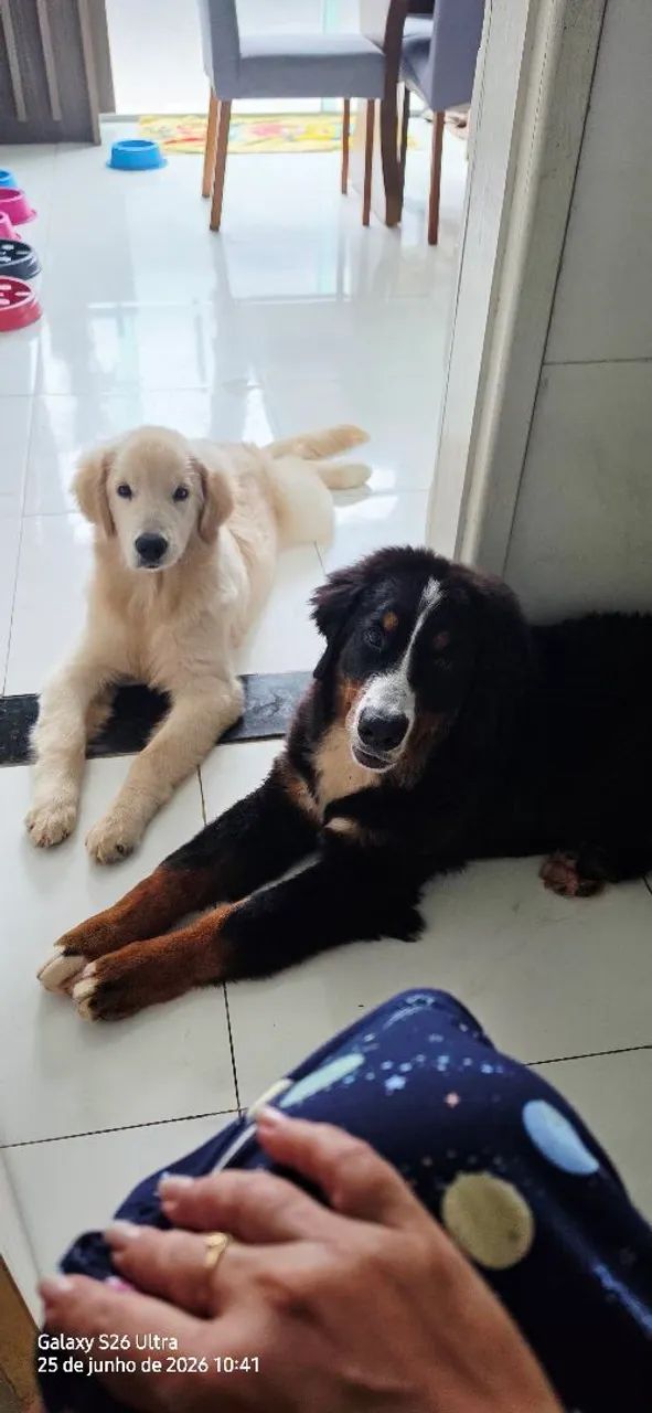 Filhote Bernese  - Foto 2