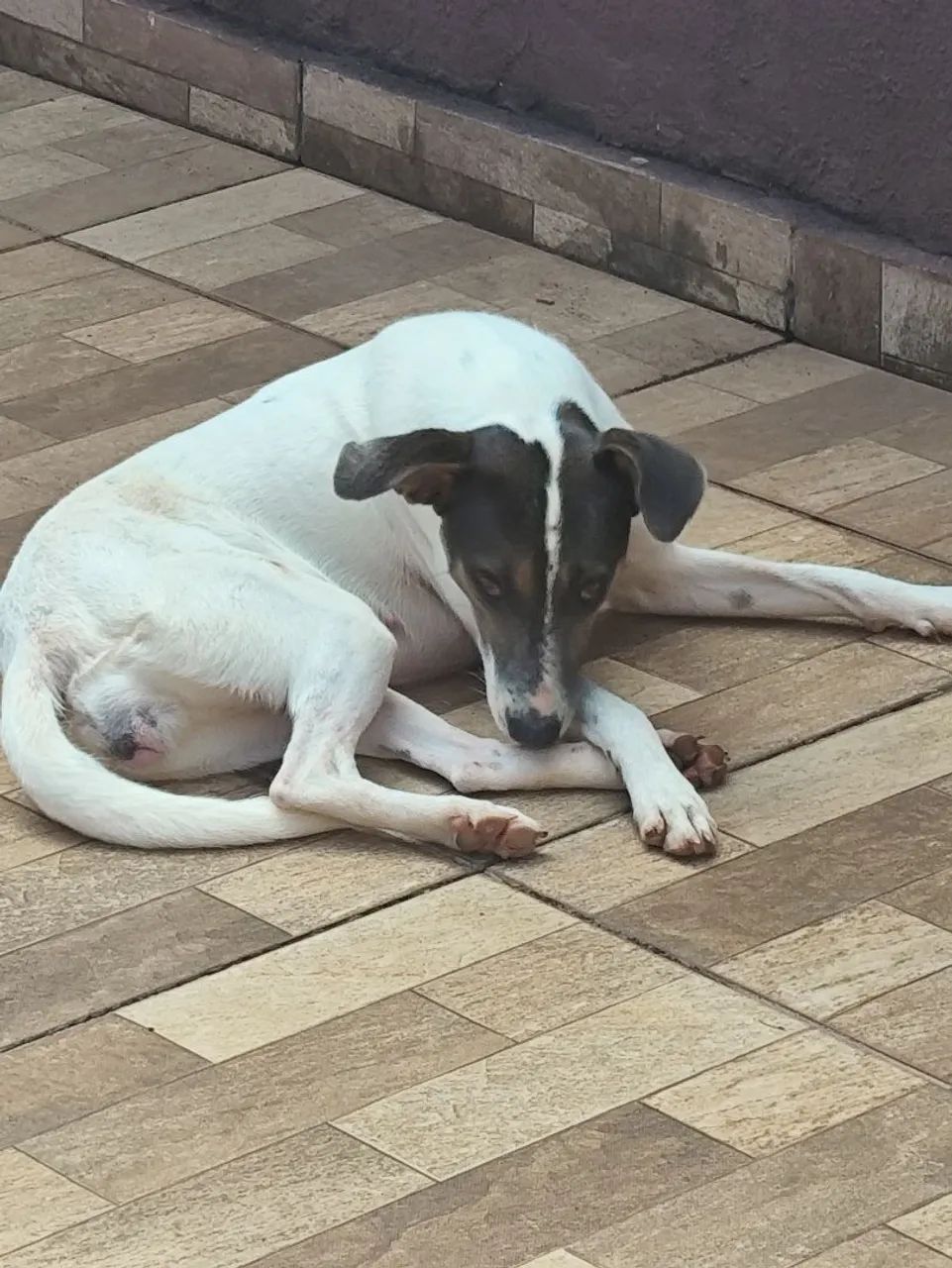Doação de cachorra  - Foto 4