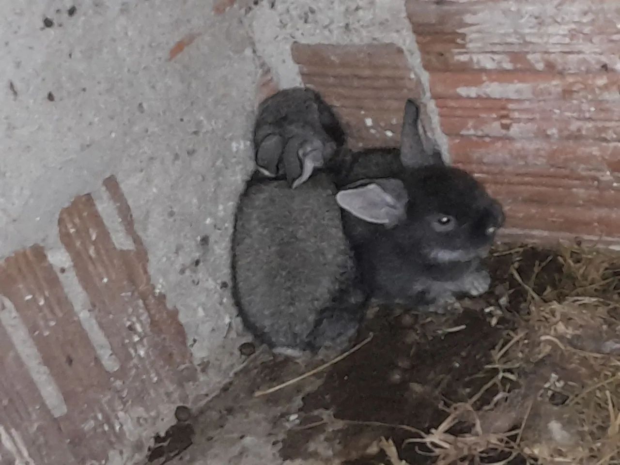 Coelhos 