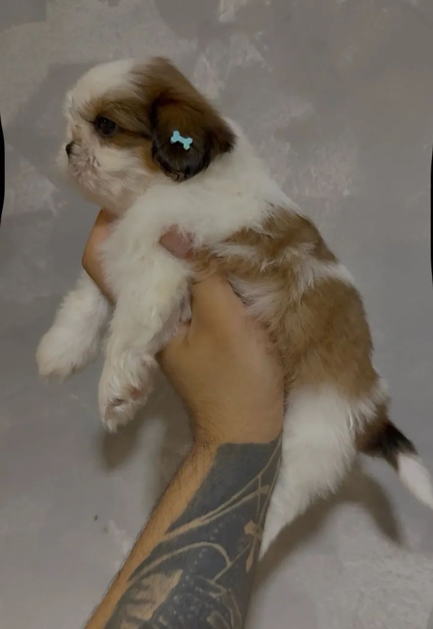 Shihtzu mini macho  - Foto 3