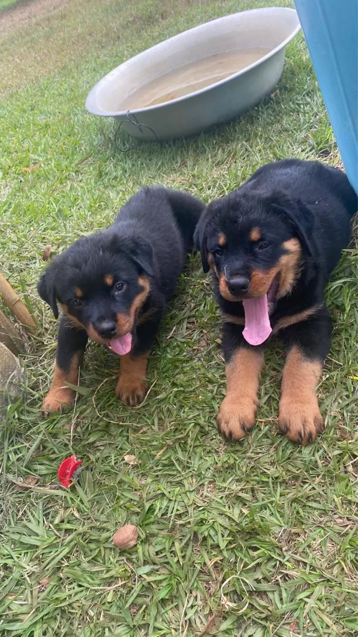 Filhote de Rottweiler  - Foto 4