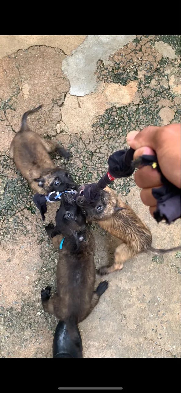 Pastor Belga Malinois  - Foto 3