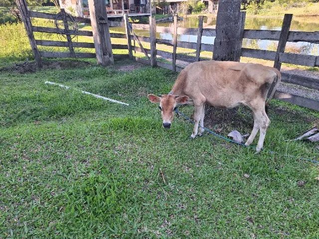 Vendo novilha jersey