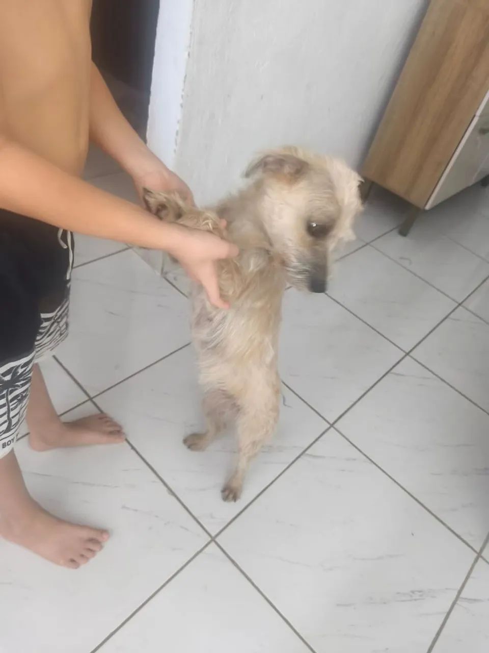 Cachorro doação 