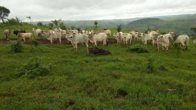 Fazenda à venda, 2541000 m² por r$ 3.675.000 - fazenda velha - nova laranjeiras/pr - Foto 2