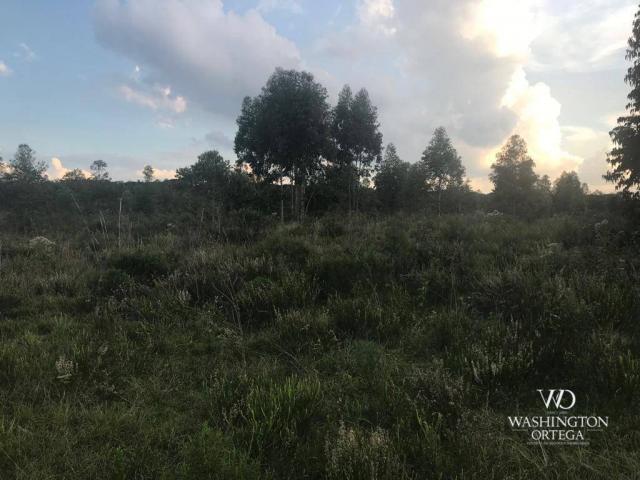 Área à venda, 715259 m² por r$ 5.500.000,00 - são marcos - são josé dos pinhais/pr - Foto 10