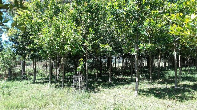 Mudas de Guanandi no RS/ Águas Claras-Viamão - Foto 5