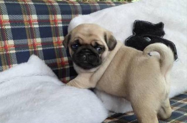 Pug Bebe com 52 dias disponivel