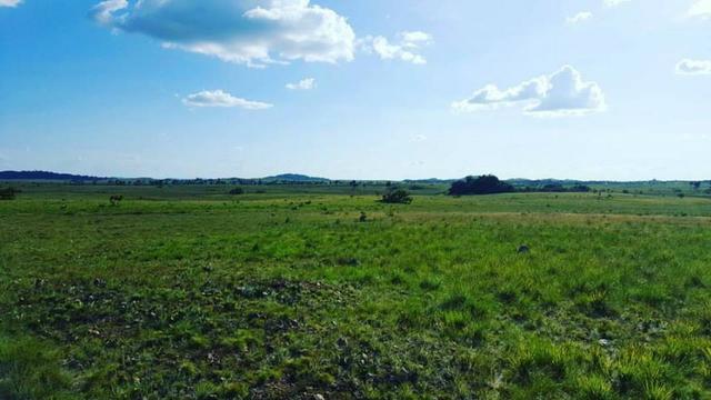 Fazenda de 2700 hectares Amajari/RR, ler descrição do anuncio - Foto 4