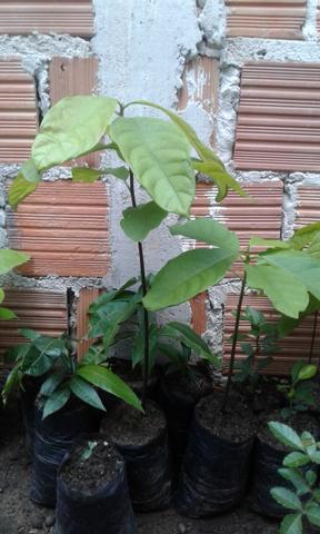 Vendo mudas frutíferas