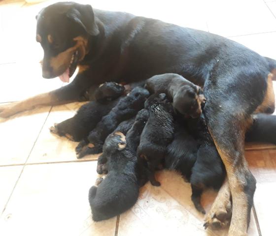 Filhotes de rottweiller (reserve o seu)
