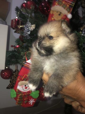 Sptiz alemã anã fêmea com excelente linhagem!!! Lulu da pomerania!!! - Foto 2