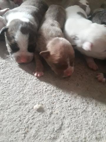Filhotes de Pitbull - Foto 2