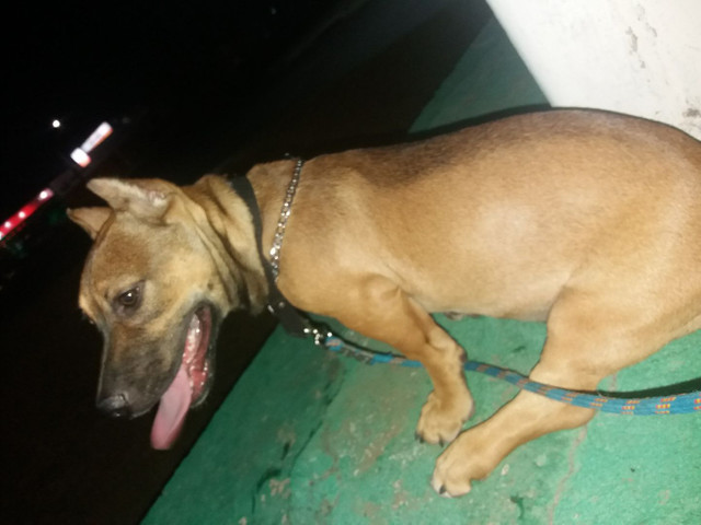 Vendo filhote de American Bully com APBT - Foto 4