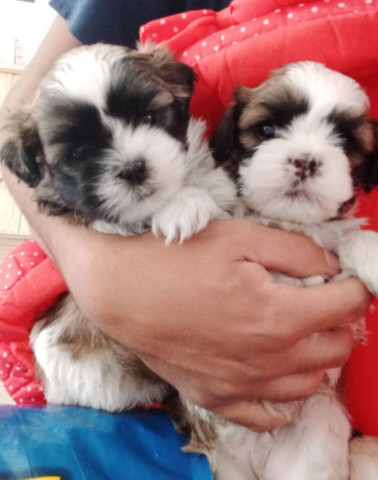 Vendo shih tzu Fêmea Micro!!!