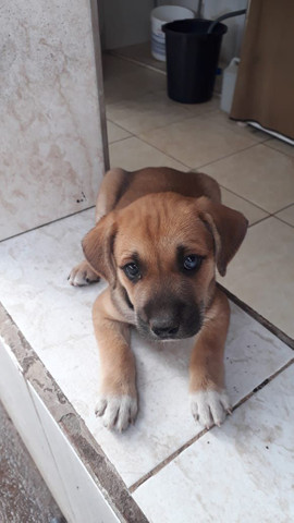 Cachorros macho porte Medio - Foto 2