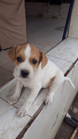 Cachorros macho porte Medio - Foto 3