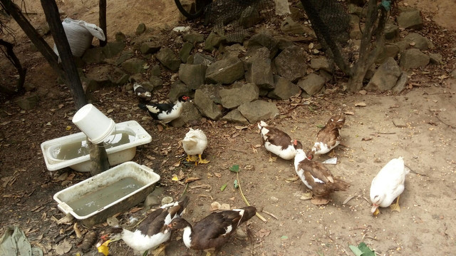 Estou vendendo 10 patos, 8 fêmeas e 2 machos todos bem criados