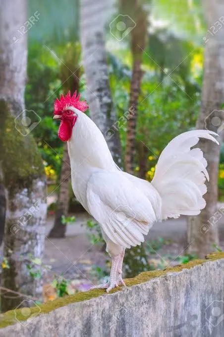 LINDO GALO BRANCO A VENDA 220 REAIS