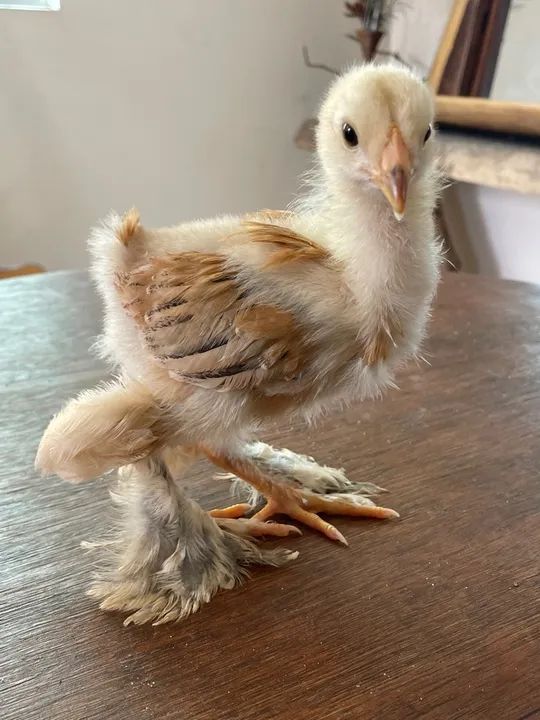 Pintinho galinha Brahma 