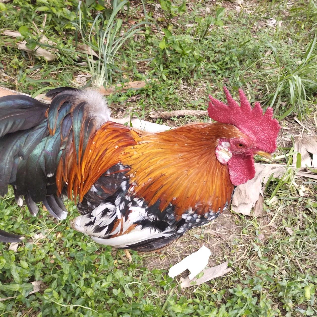 Mini galinho ganinze 