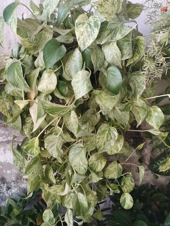 3 Mudas de Planta Zamioculcas - Foto 3