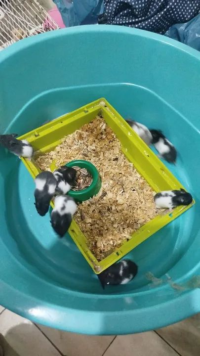 Filhotes de hamister sírio 