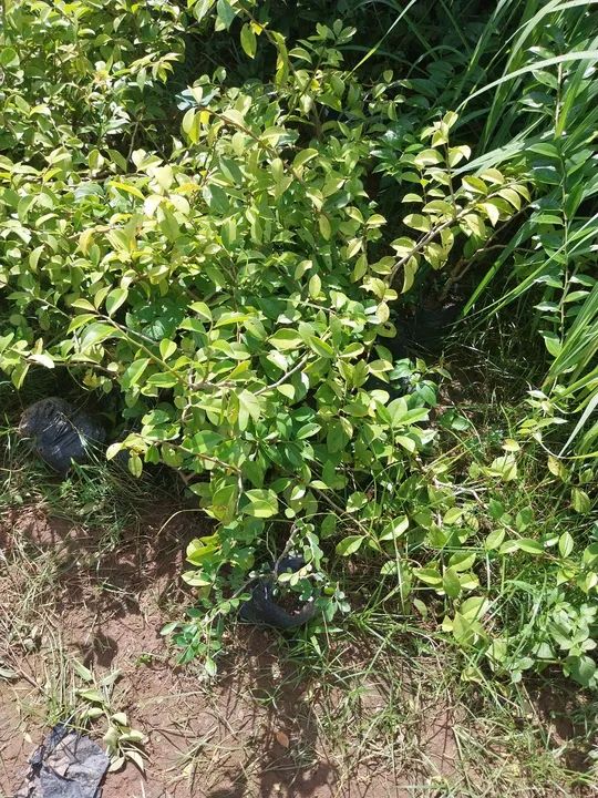 Mudas de Ora-pro-nobis - Foto 3