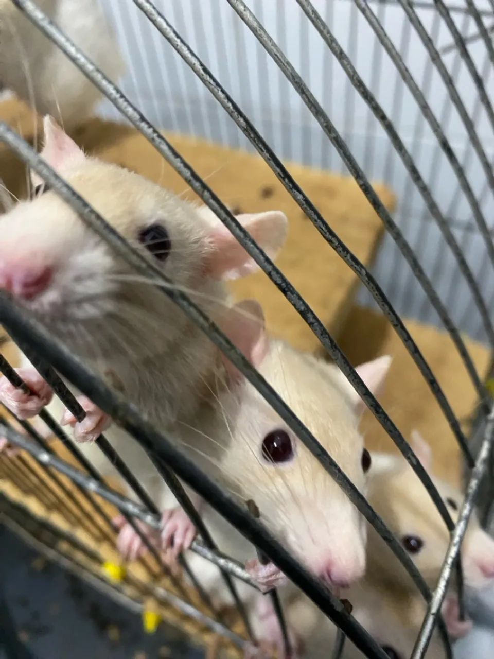 Roedores de estimação  - Foto 2