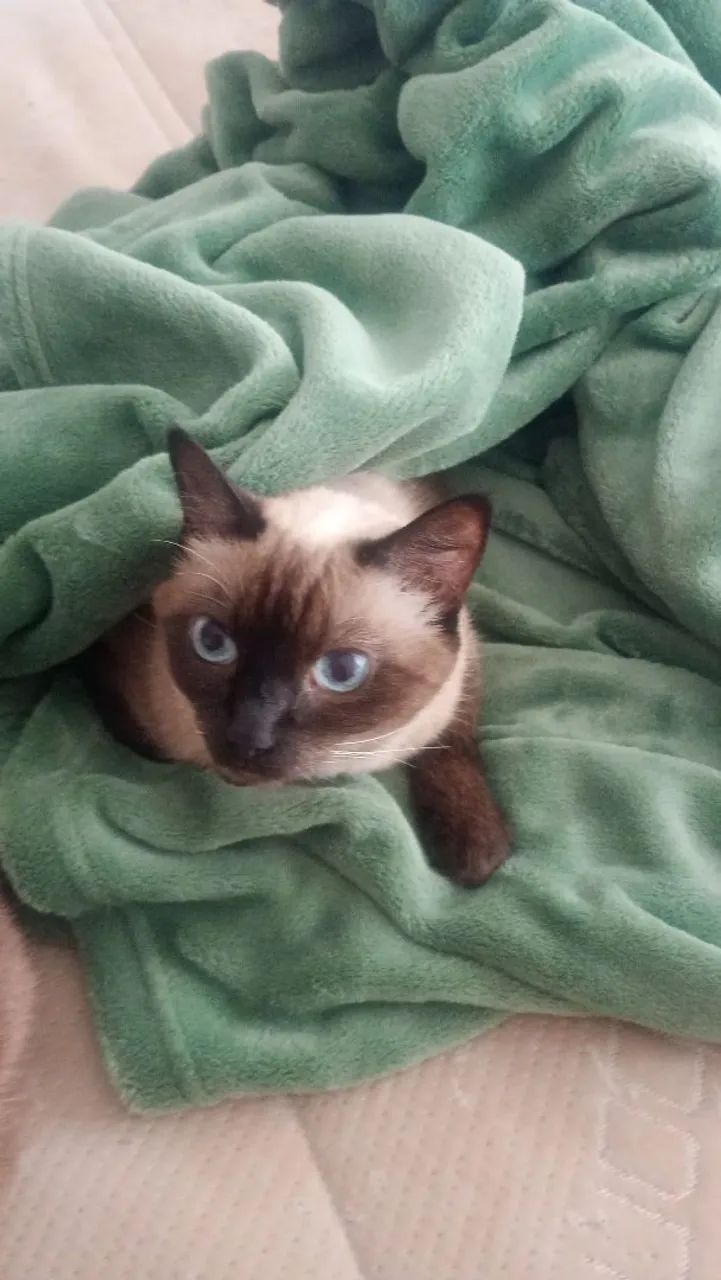 Gatinha Siamês para adoção castrada  - Foto 4