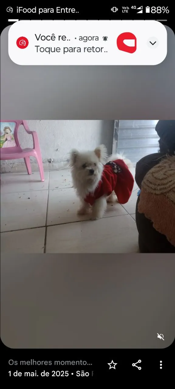 Spiz com  maltês  1 ano e meio grávida 