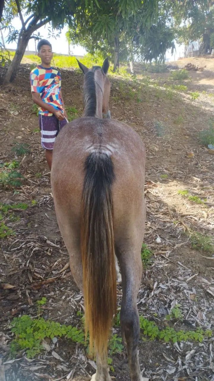 potro a venda QM sem registro  - Foto 2