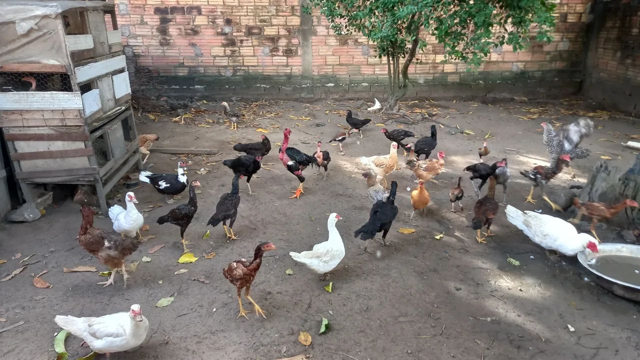 Galinhas e Patos - Foto 3