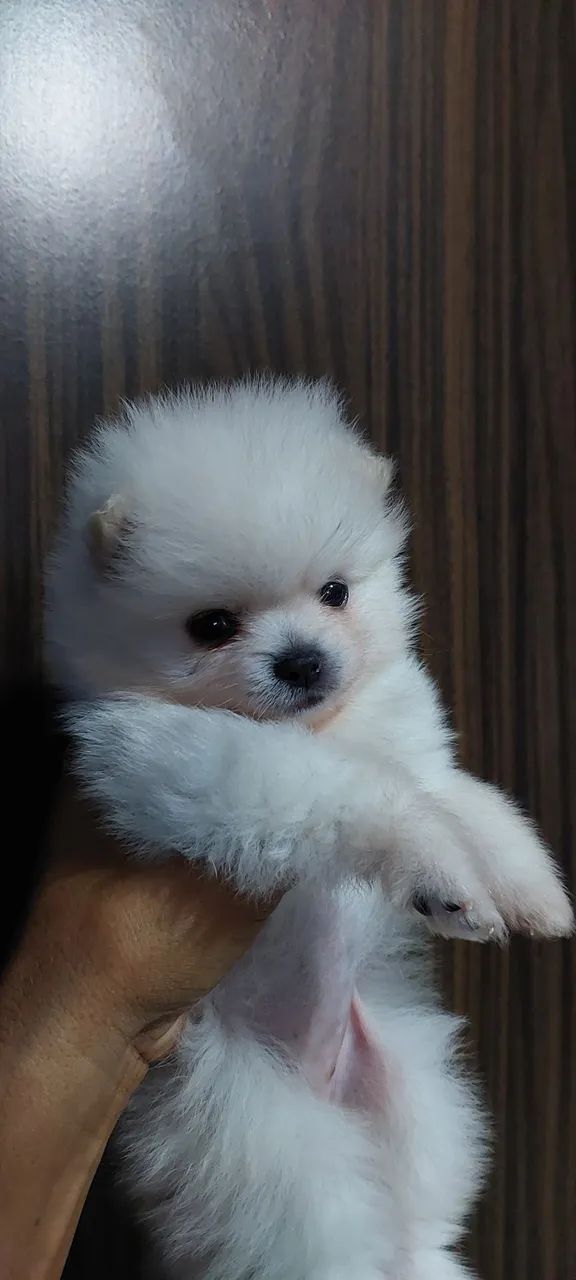 Filhote de Spitz Alemão - Uma bolinha de fofura! - Foto 4