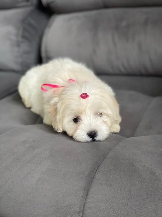 Filhote de Maltês FÊMEA  - Foto 2