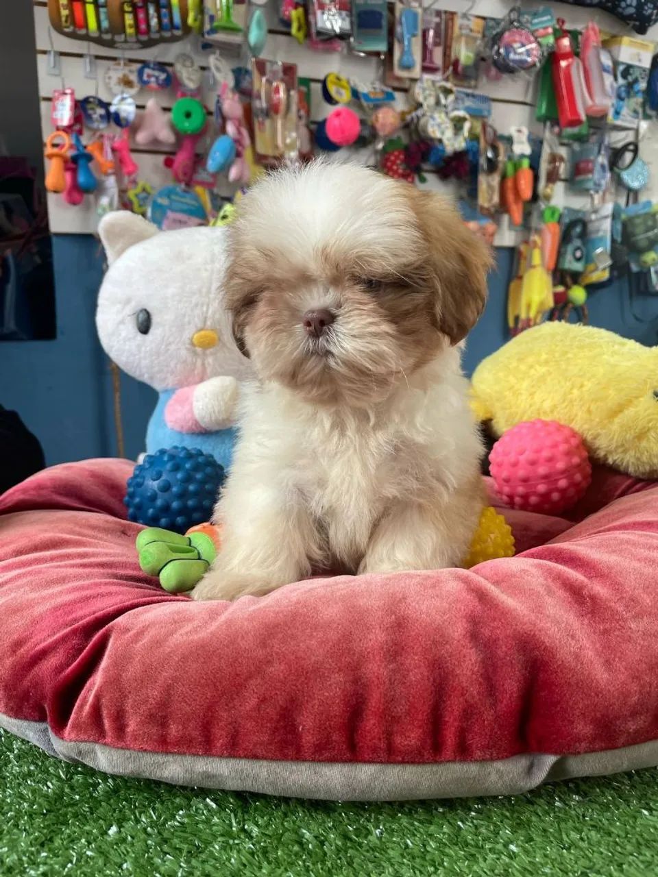Shih Tzu - Fofura e Companhia! - Foto 2