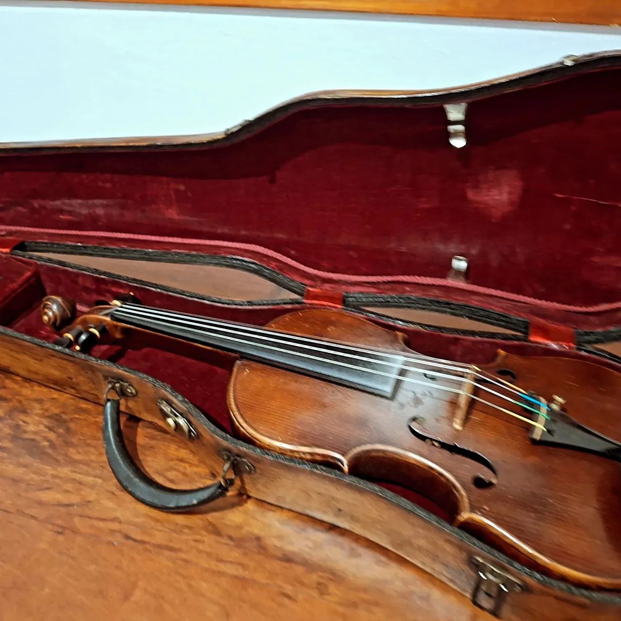 Violino Rigat Rubus